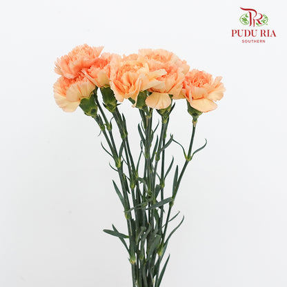 Carnation Orange/ Yellow 康乃馨 - (10 Stems)