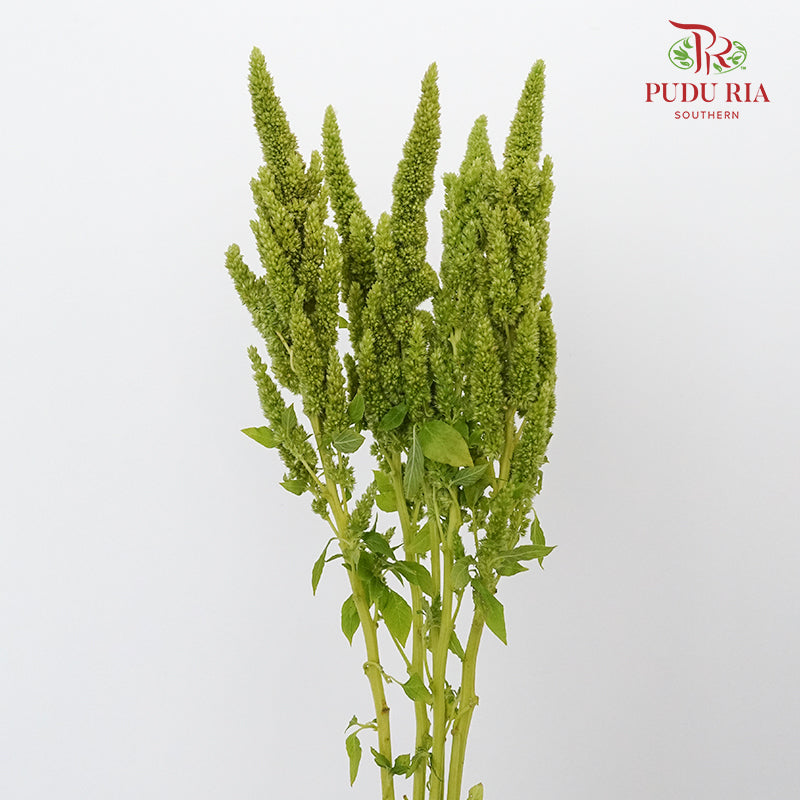 Amaranthus Straigh Green - Pudu Ria Florist Southern