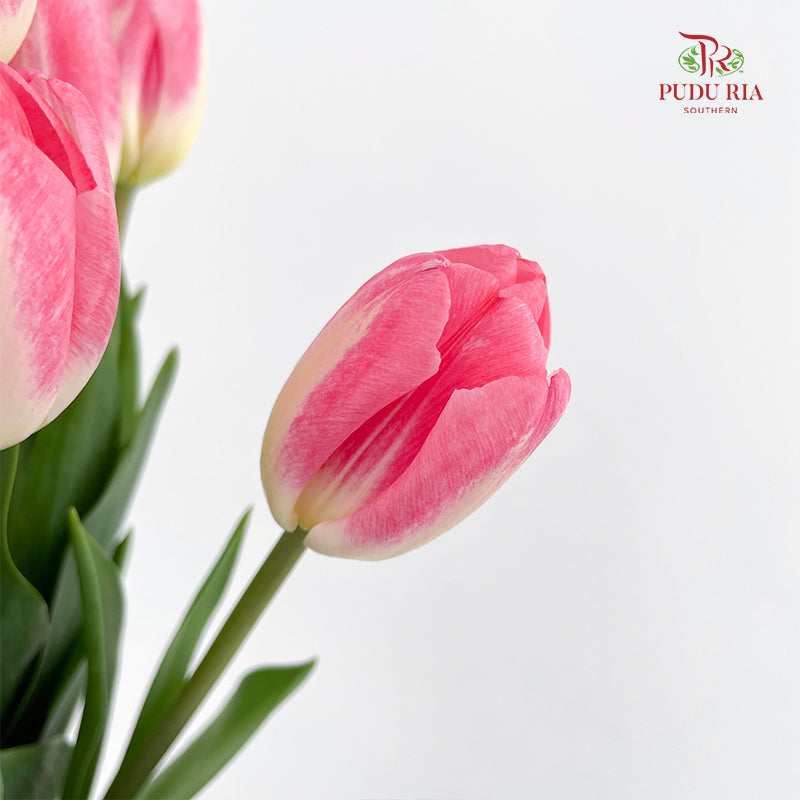 Tulip Pink 郁金香 - (8-10 Stems)