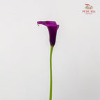 Calla Lily Purple 海芋 - (5 Stems)