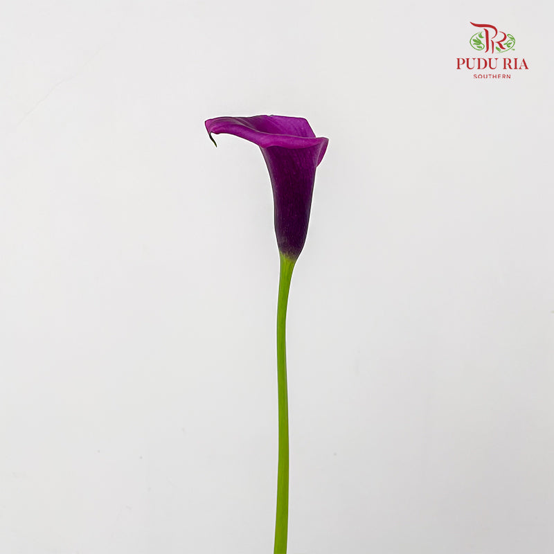 Calla Lily Purple 海芋 - (5 Stems)