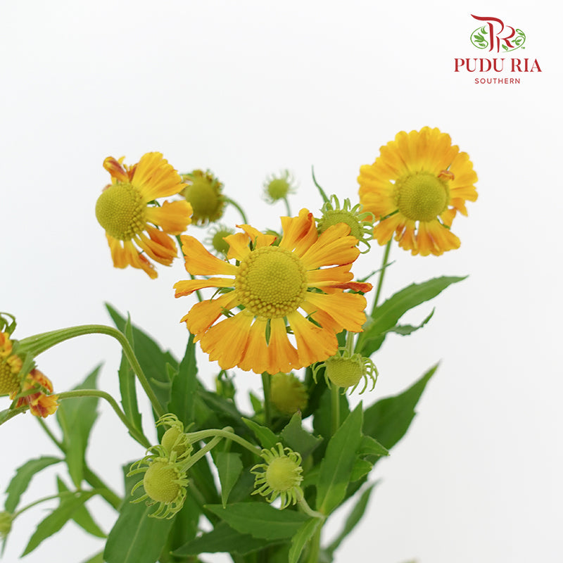 Chrysanthemum Painted - (Per Bundle)