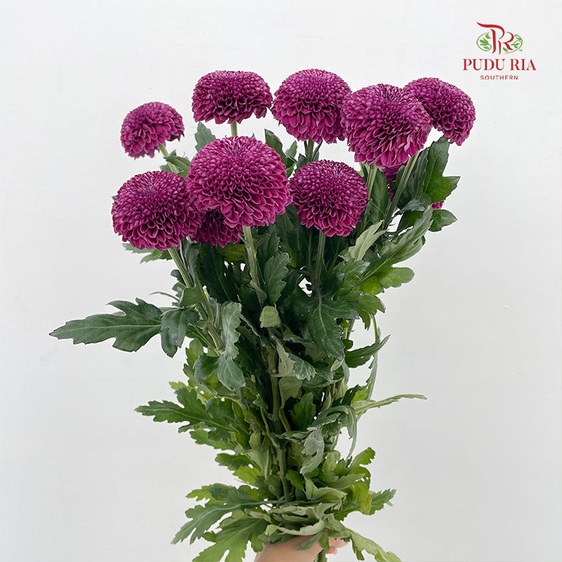 Chrysanthemum Ping Pong Purple - (10 Stems)