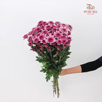 Chrysanthemum Pompom Two Tone Purple 1 - (10-12 Stems)