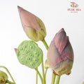 Lotus - Pudu Ria Florist Southern