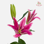 Lily Dark Pink - (5 Stems)