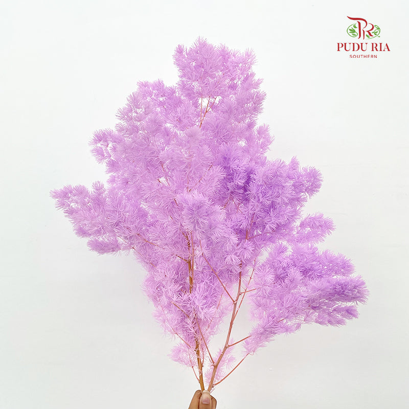 Preservative Asparagus Fern Lilac