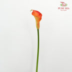 Calla Lily Orange - 5 Stems - Pudu Ria Florist Southern