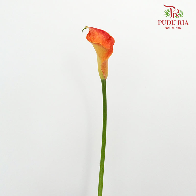 Calla Lily Orange - 5 Stems - Pudu Ria Florist Southern