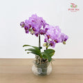 Phalaenopsis Orchid Purple Line Mini