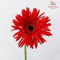 Gerbera Spider Red - (8-10 Stems)