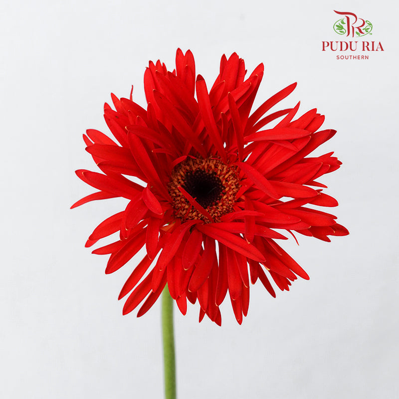 Gerbera Spider Red - (8-10 Stems)