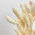 Dry Phalaris - White