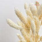 Dry Phalaris - White