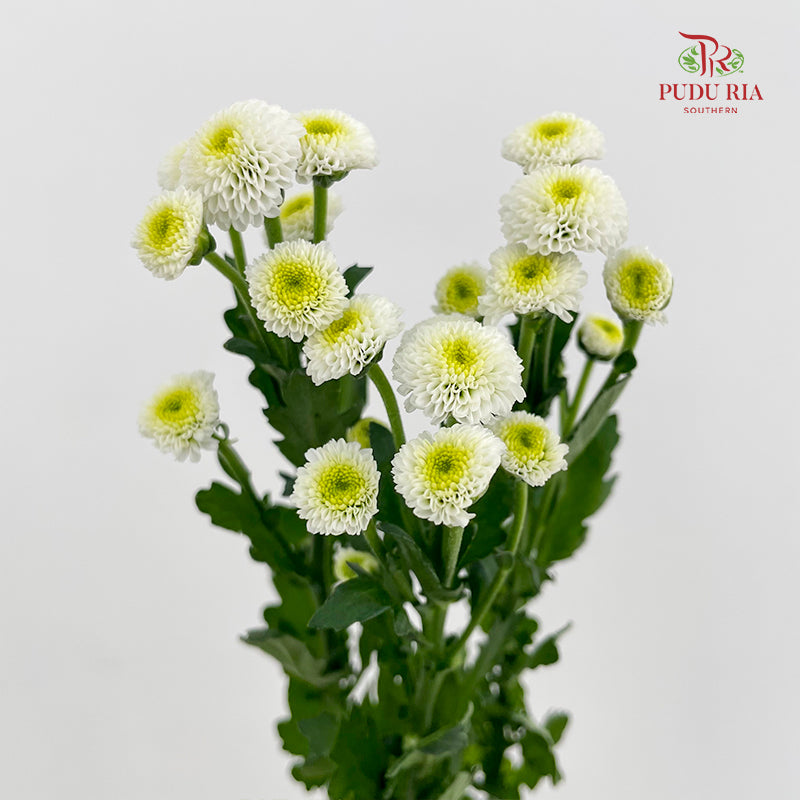 Chrysanthemum Santini / Calimero Mini Button White