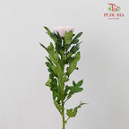 Net Mum Chrysanthemum Light Pink (10-12 Stems) - Pudu Ria Florist Southern