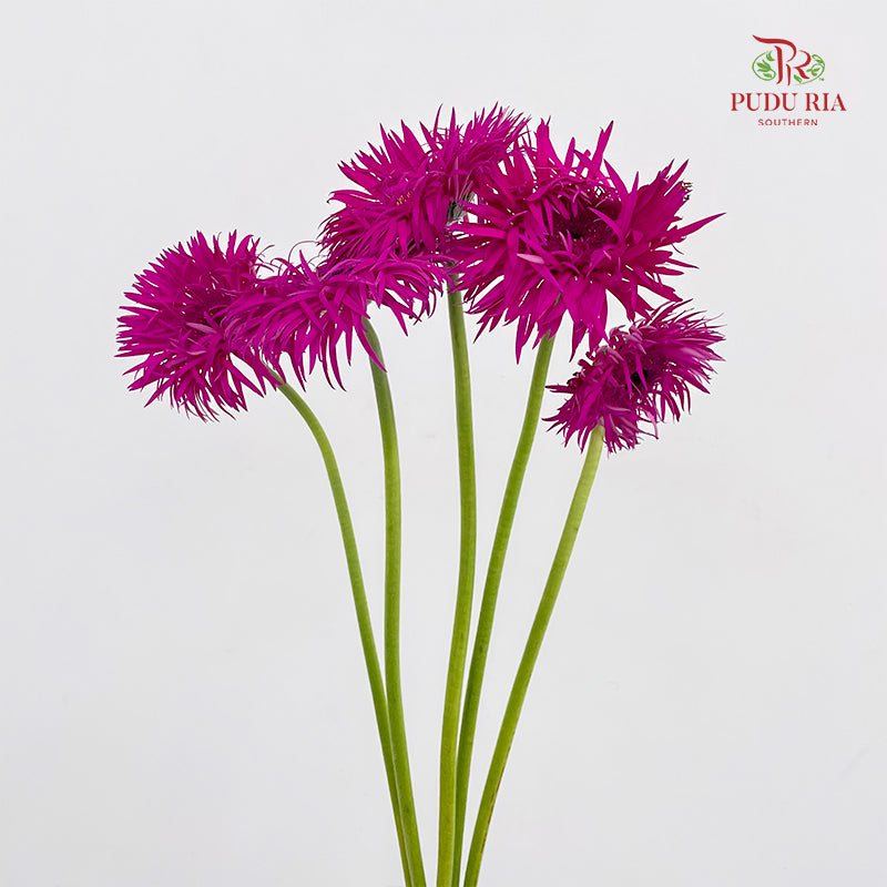 Gerbera Spider Nola - (5 Stems)