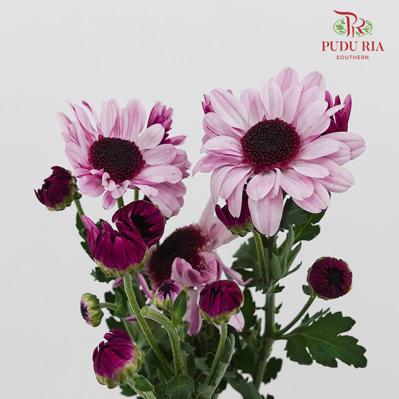 Chrysanthemum Pompom Daisy Light Purple 1 - (10-12 Stems)