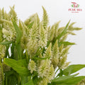 Celosia Spray White (Per Bundle) - Pudu Ria Florist Southern
