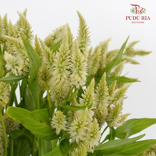 Celosia Spray White (Per Bundle) - Pudu Ria Florist Southern