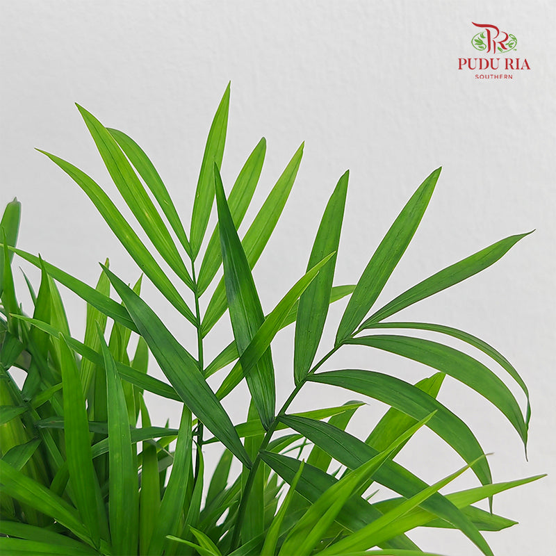 Hydro Mini Palm (Dracaena Sanderana)