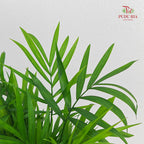 Hydro Mini Palm (Dracaena Sanderana)