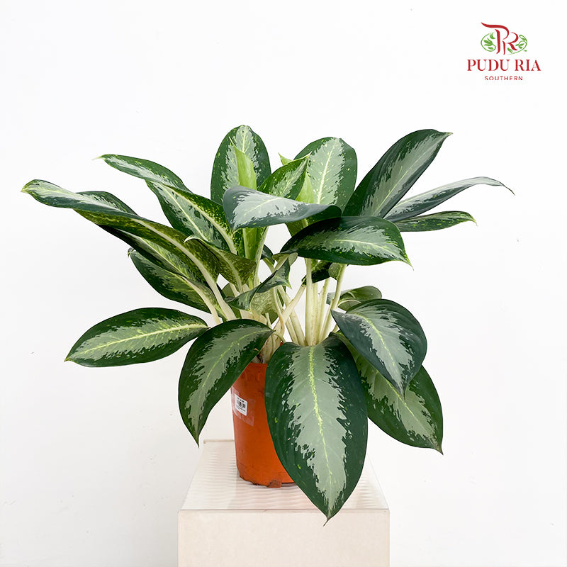 Aglaonema White Rain P21