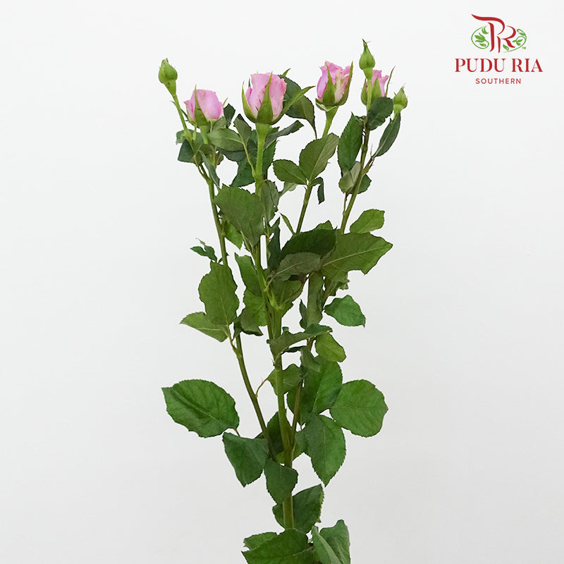 Rose Spray Nola (8-10 Stems) - Pudu Ria Florist Southern
