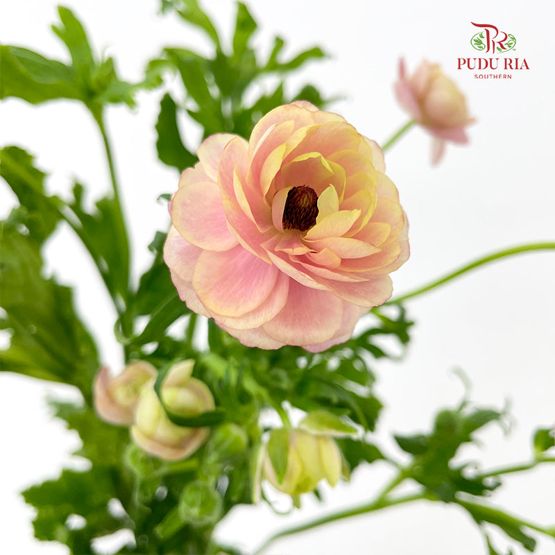 Ranunculus Butterfly Pink 蝴蝶洋牡丹 - (5 Stems)