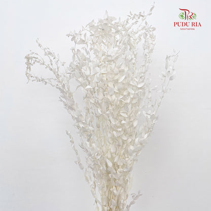 Preservative Eucalyptus Parvifolia - White