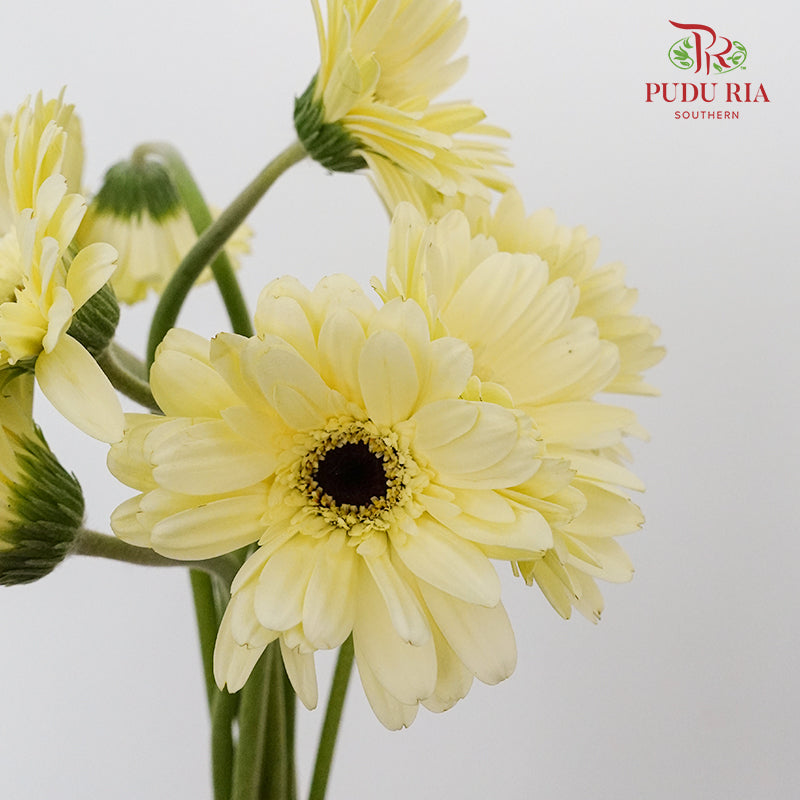 Gerbera mini - Pudu Ria Florist Southern