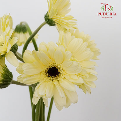 Gerbera mini - Pudu Ria Florist Southern