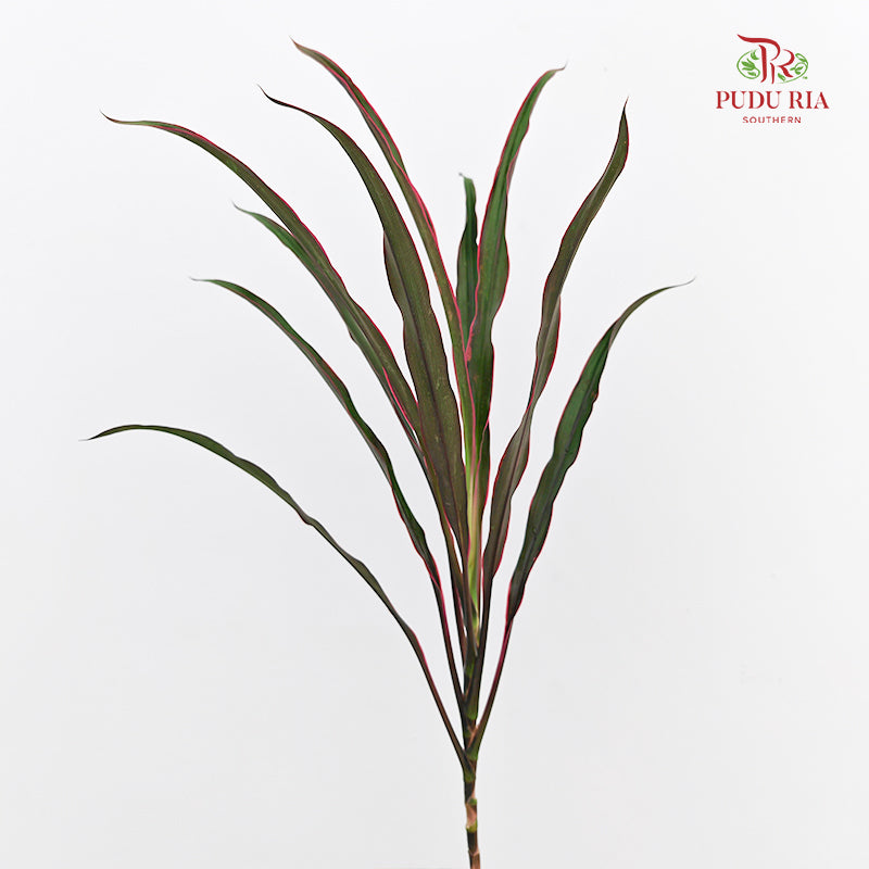 Chicken Tail Leaf 鸡尾叶 - (5 Stems)