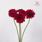 Gerbera Mini Bienvenue - (5 Stems)