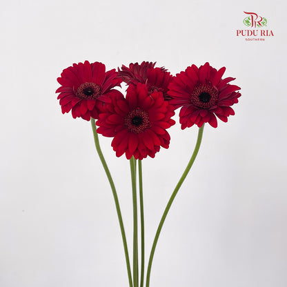 Gerbera Mini Bienvenue - (5 Stems)