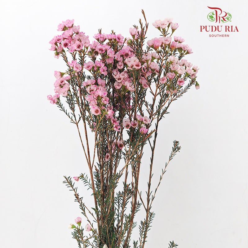 Wax Flower Pink 蜡花 - (Per Bundle)