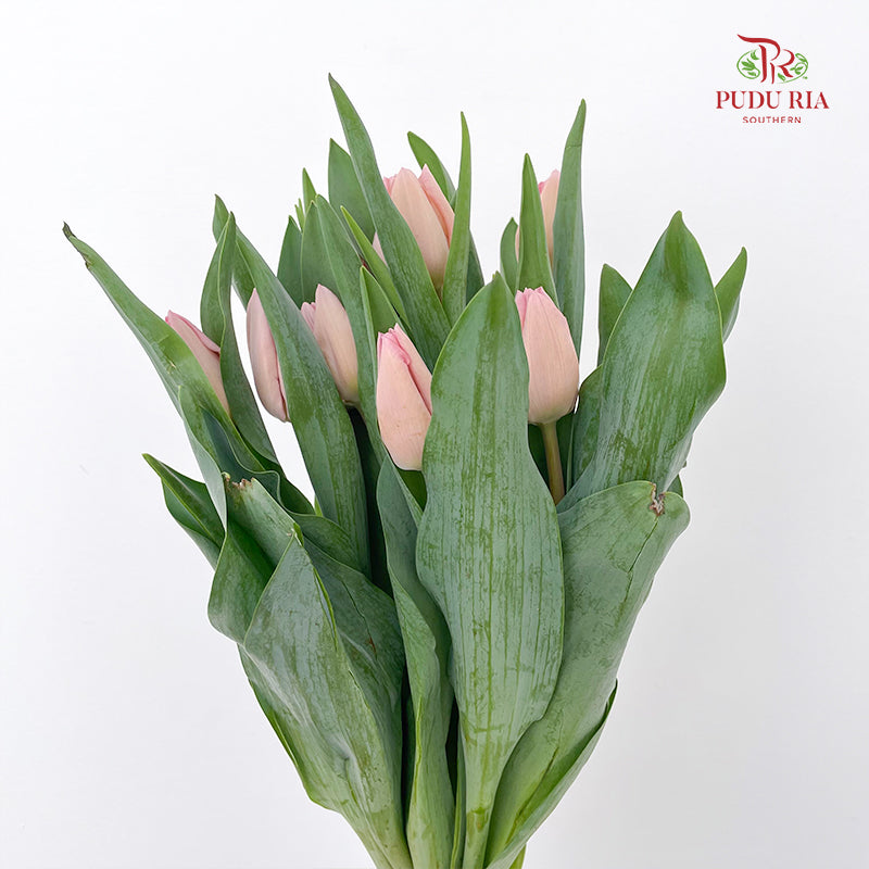 Tulip Pink 郁金香 - (8-10 Stems)