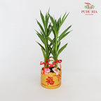 CNY Potted Plant Arrangement 2024#15