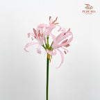 Nerine 纳丽花 - (2 Stems)