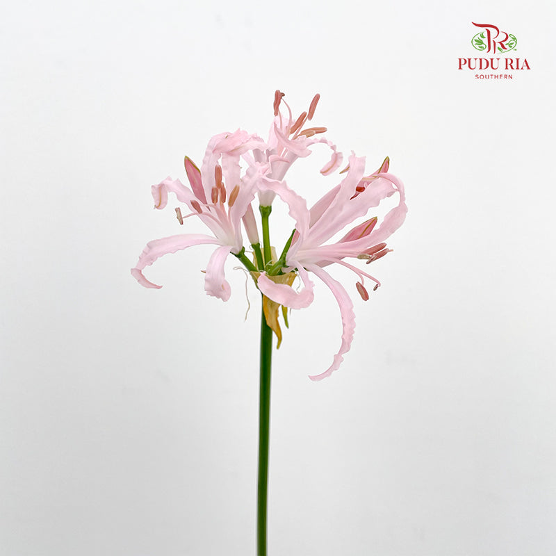 Nerine 纳丽花 - (2 Stems)