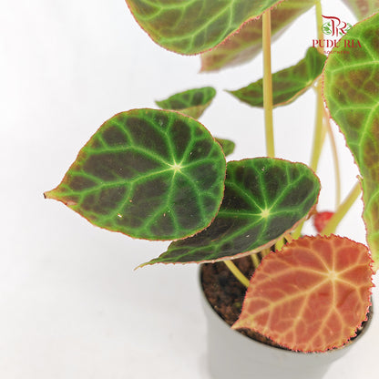 Begonia - Goegoensis