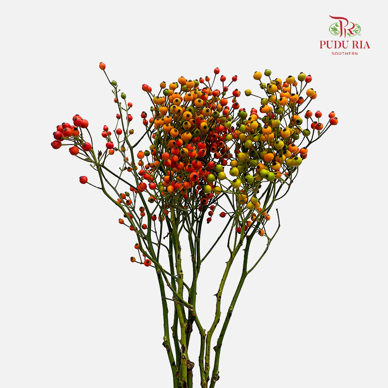 Rosa Canina Small - (Per Bundle)