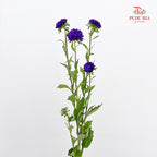 Aster Purple 翠菊 - (Per Bundle)
