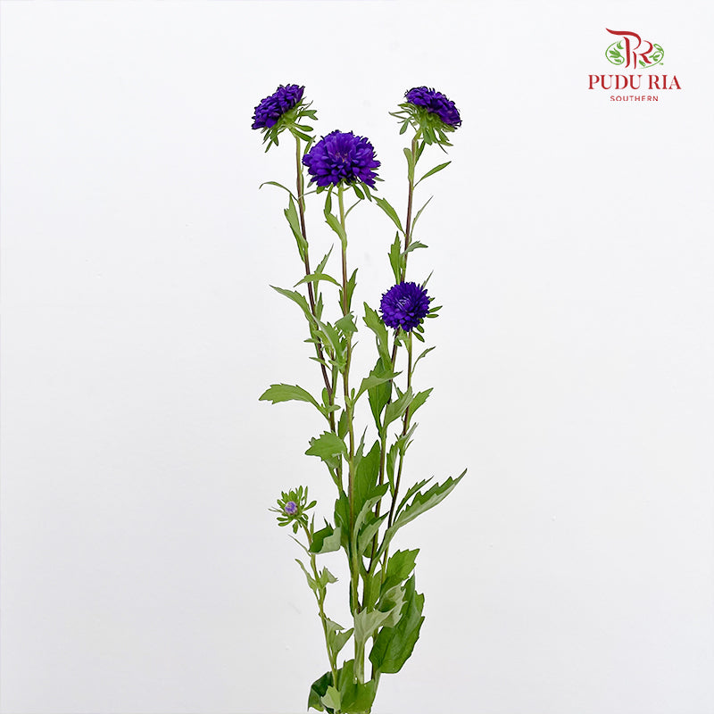 Aster Purple 翠菊 - (Per Bundle)
