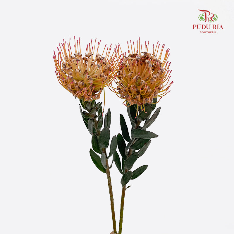 Leucospermum Orange - (2 Stems)
