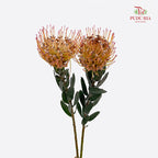 Leucospermum Orange - (2 Stems)