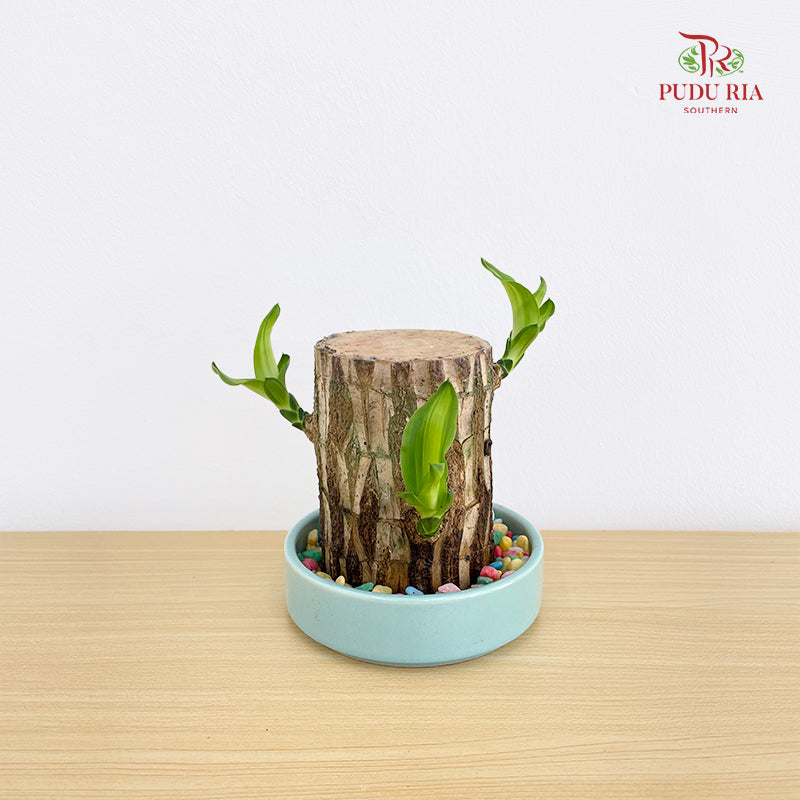 Dracaena Tree Head With Pot (7-8CM)
