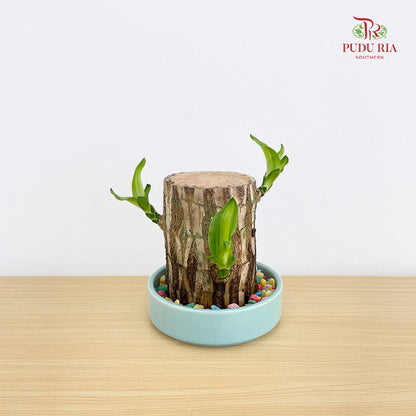 Dracaena Tree Head With Pot (7-8CM)