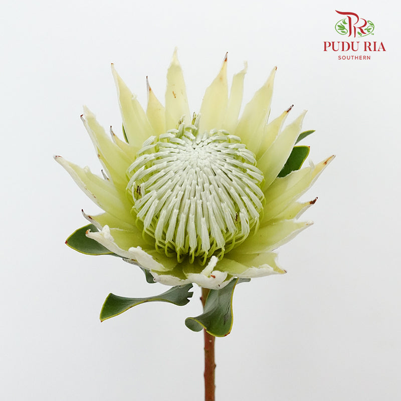 Protea Full Moon - Per Stem - Pudu Ria Florist Southern