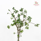 Sapium Sebiferum Green 乌臼 - (Per Bundle)